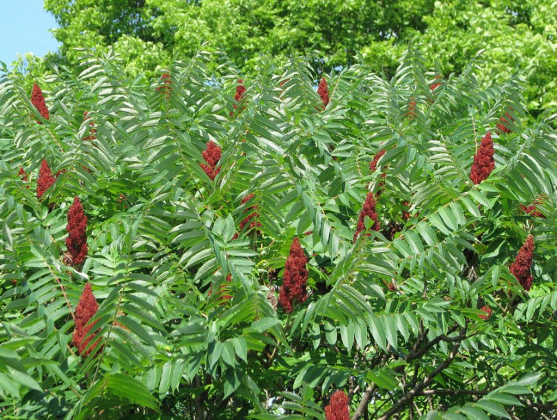 948-rhus-thyphina